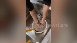 Pet meerkat takes refreshing bath in bowl in Taiwan