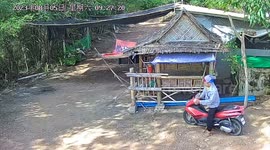 Worker shocked when snake swings down from canopy and lands in front of him