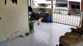 Stray hound gets stuck in family's gate while trying to mount female pet dog