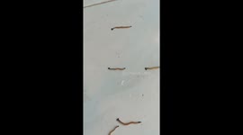 Terrifying army of hammerhead worms crawl across woman's kitchen floor
