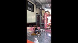 Kitty paradise! Cat lover gives feline friend piggyback ride as she cleans enclosure