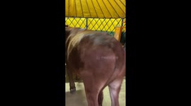 Hungry cow tries to join family for dinner when it raids their tent