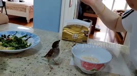 Pet sparrow bird snatches carrot from owner's chopsticks in China