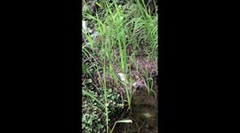 Croaking frog sounds like its singing an impromptu performance to passing hikers