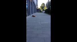 Fearless French Bulldog's hilarious coffee cup fail in Lviv