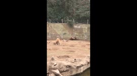 Cat manages to escape jaws of 2 bears after falling into enclosure at zoo in Argentina