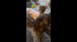 Little girl has a funny reaction to her cat farting in her presence *Hilarious Video*