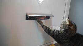 Royal Mail threatened to stop delivering to couple because cat was 'attacking' posties