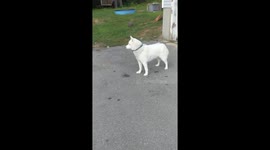 Husky Bamboozled By Fake Bunny