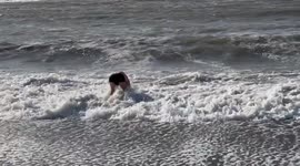 Brave 68 year old swimmer swims fantastically amongst high waves in Aberystwyth, West Wales, UK