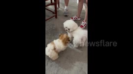 Bichon Frise Receives a Firm Paw Slap from Another Dog in Guangdong, China