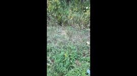 Woman Rescues Two Sweet Kittens From Roadside
