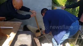 Rescue underway after distressed giant panda found in Chinese villager's backyard