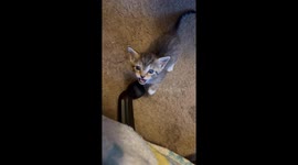 Standing Kitten Loses His Balance