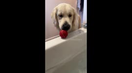 Golden Retriever Wants to Play Ball While Mom Takes a Bath