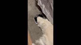 Golden Retriever Guilt Trips For Walks