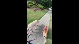 Cat Joins Dogs On A Walk