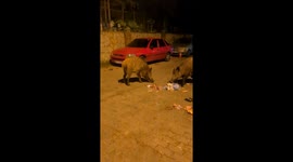 Boars Feed On Rubbish