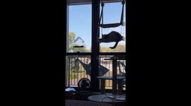 Window Perch Breaks Under the Weight of Chunky Cat