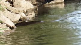 A rare wild otter diving and searching for snails between stones in the Vistula River in central Poland. She gave me a great show!