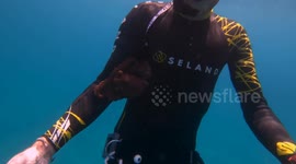 Octopus Sticks to Diver