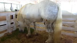 Cavalo muito bonito e grande acabei gravando ele por ser muito bonito