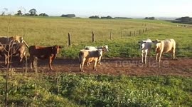 Gado no pasto comendo capim se alimentando e berrando muito lindo esse momento dos animais
