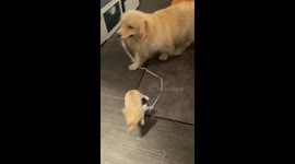 Golden Retriever Bring Puppy For A Walk