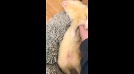Sleepy Ferret Is Floppy