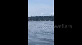 Orca pod put on show for ferry passengers in Seattle