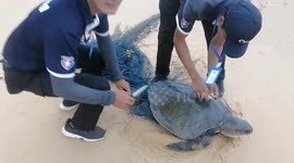 Marine wildlife rescuers free turtle entangled in ghost net in southern Thailand