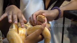 Animal lovers mingle with exotic reptiles at wildlife exhibit in Bangkok