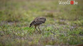 Goofy owl tumbles and then tries to save face by pretending that nothing happened