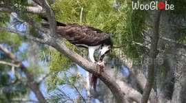 'Sushi for breakfast!' - Cold-hearted osprey devouring a struggling fish
