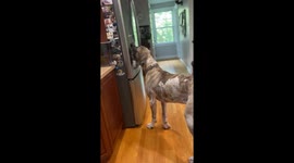 'Too Smart' 10-month-old doggo figures out how to use the ice machine!
