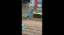 Sneaky Blue Peafowl Steals Grapes from Fruit Store in China