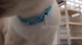Play with Siamese cats at this cozy cat cafe in Bangkok, Thailand
