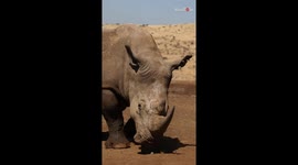 Kenya: Bored rhinos engage in a friendly mid-day 'scratch'