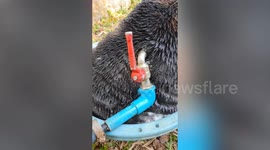 Pet Bulldog sits in basin with water and pushes back against faucet too cool off