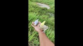 Parakeet and cockatiel fly outside and return to owner