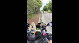 Fearless pet prairie dog rides on motorcycle handlebars
