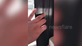Pet lover says good morning to her pampered feline friends