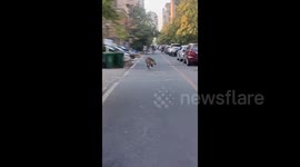 Wild boar spotted running along streets in China