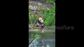 Panda takes a bite out of tourist's lost smartphone