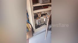 Stuck monitor lizard sits upside down in electrical switchboard