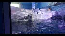 The penguins birth day party the guests were dancing away having a great time