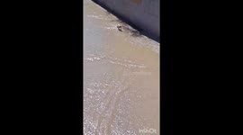 Man Saves Dog From Stream