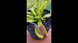 Venus Flytrap vs. Crafty Lizard