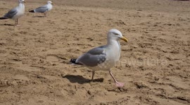 The herring gulls try work as a team to steal chips or food