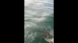 Seal escapes killer whales by climbing onto yacht in Avacha Bay, Kamchatka